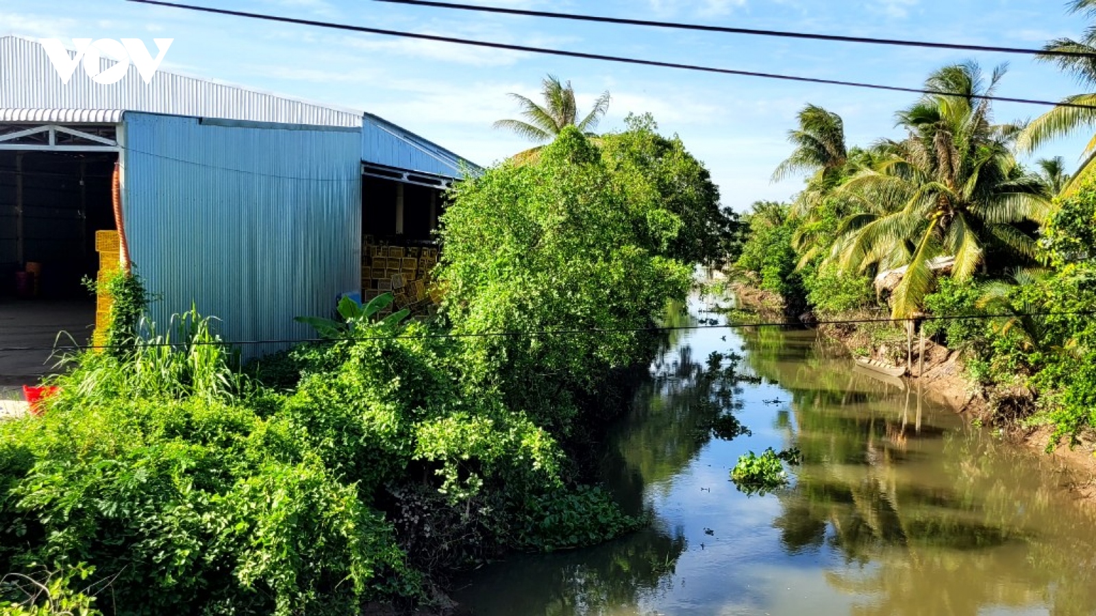 Tiền Giang xử lý vựa sầu riêng gây ô nhiễm môi trường