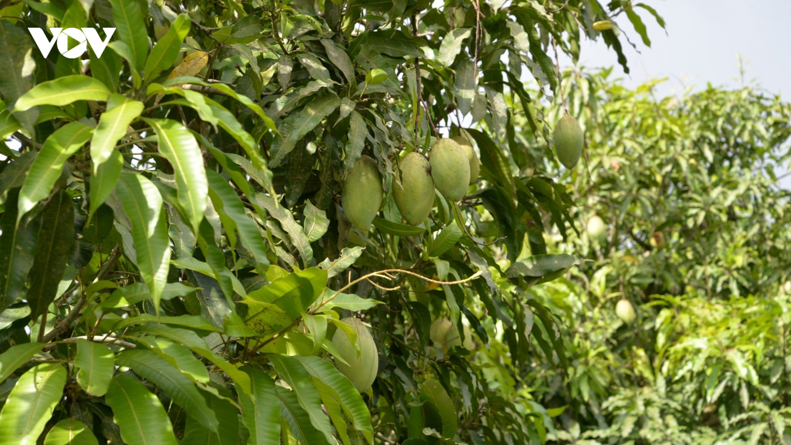 Cần Thơ xuất khẩu lô xoài đầu tiên sang thị trường Úc và Hoa Kỳ