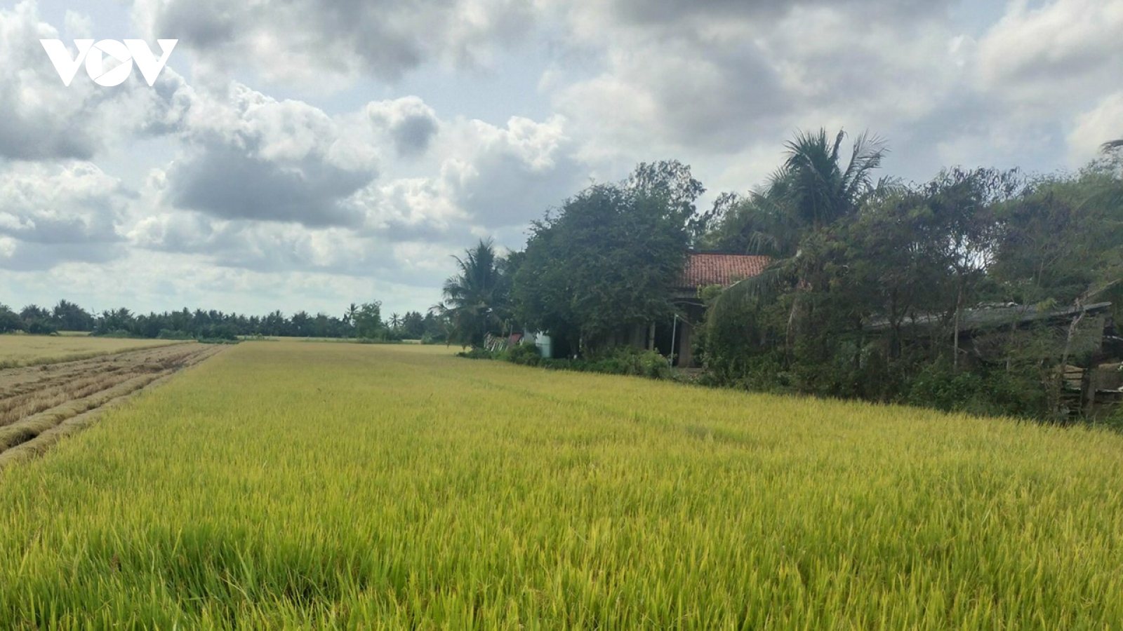Tiền Giang phát triển 29.500 ha lúa chuyên canh theo Đề án của Chính phủ