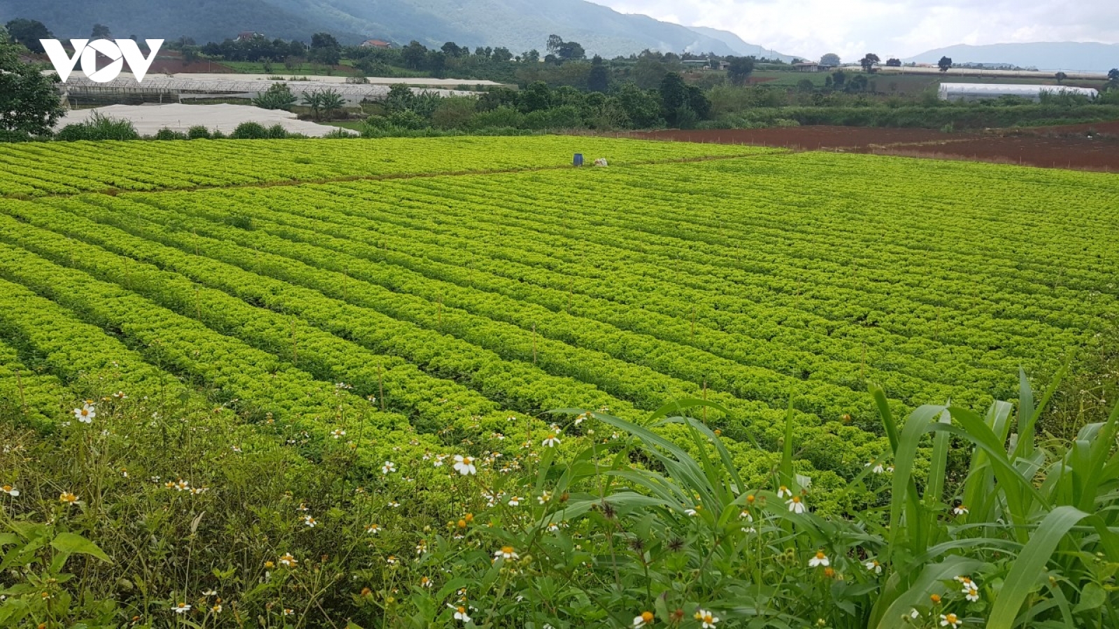 Giảm phát thải trong canh tác nông nghiệp, thước đo giá trị nông sản