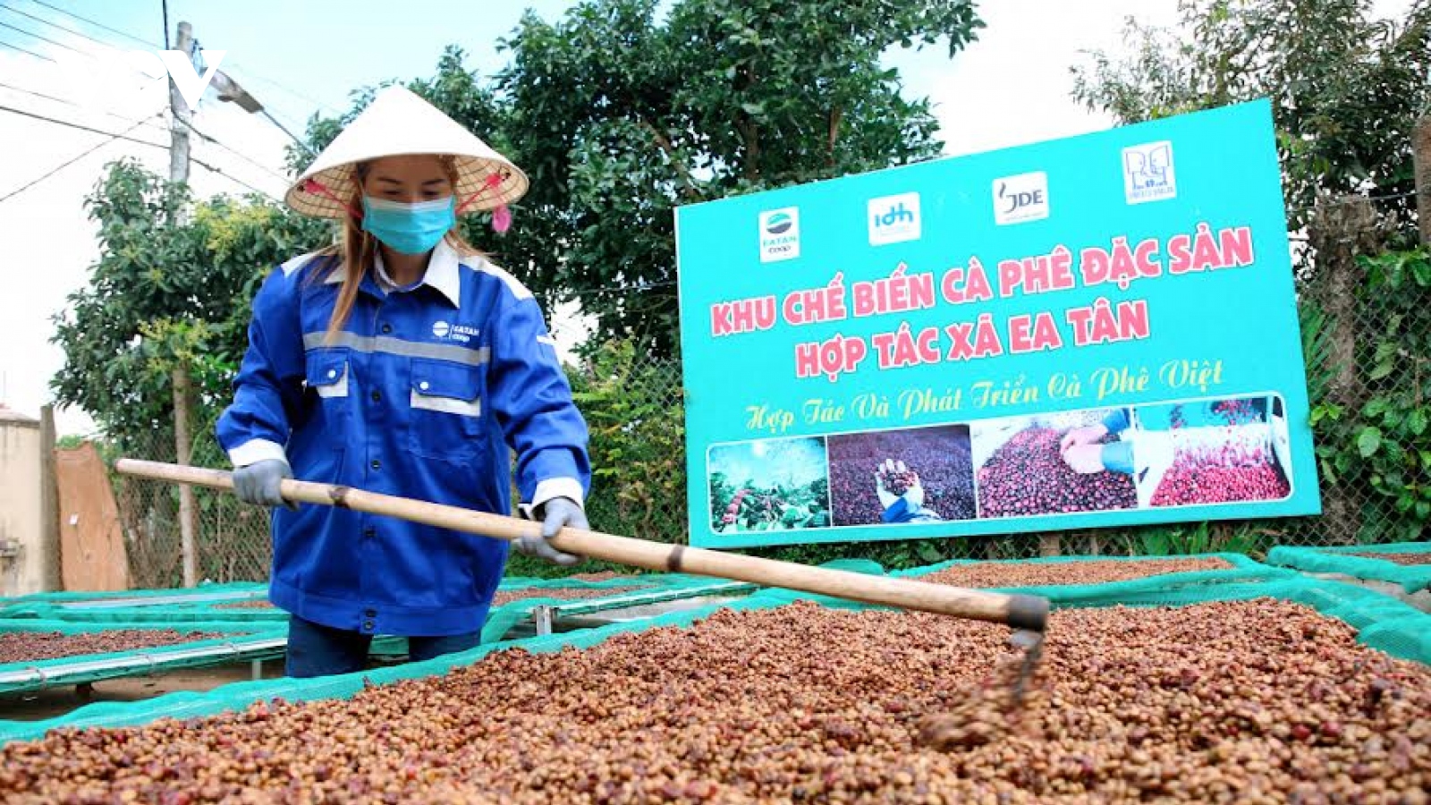 Giá cà phê hôm nay 12/7: Giá cà phê trong nước giảm 1.500 đồng/kg