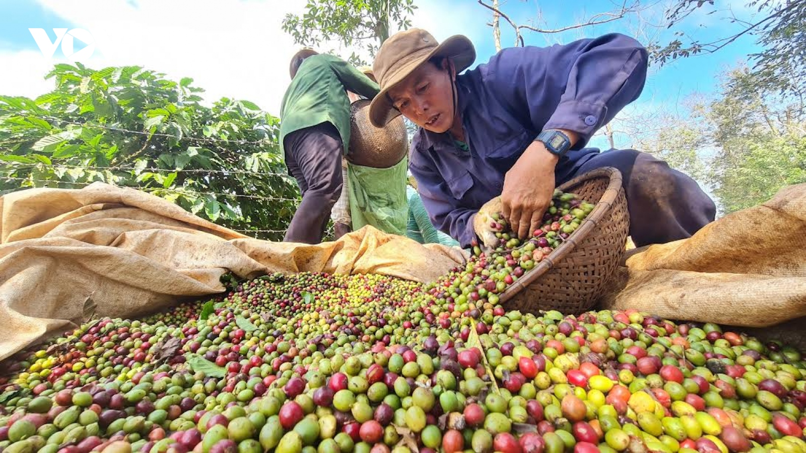 Giá cà phê hôm nay 29/7: Thu mua cao nhất 124.000 đồng/kg