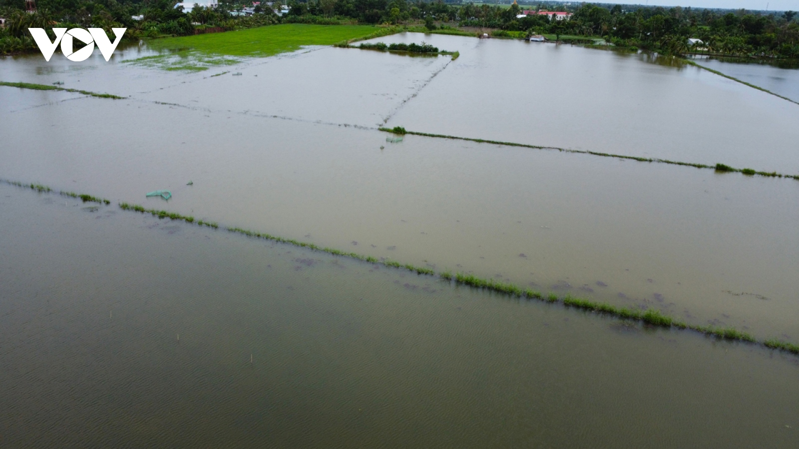 Hàng trăm ha lúa của nông dân Cà Mau chìm trong nước