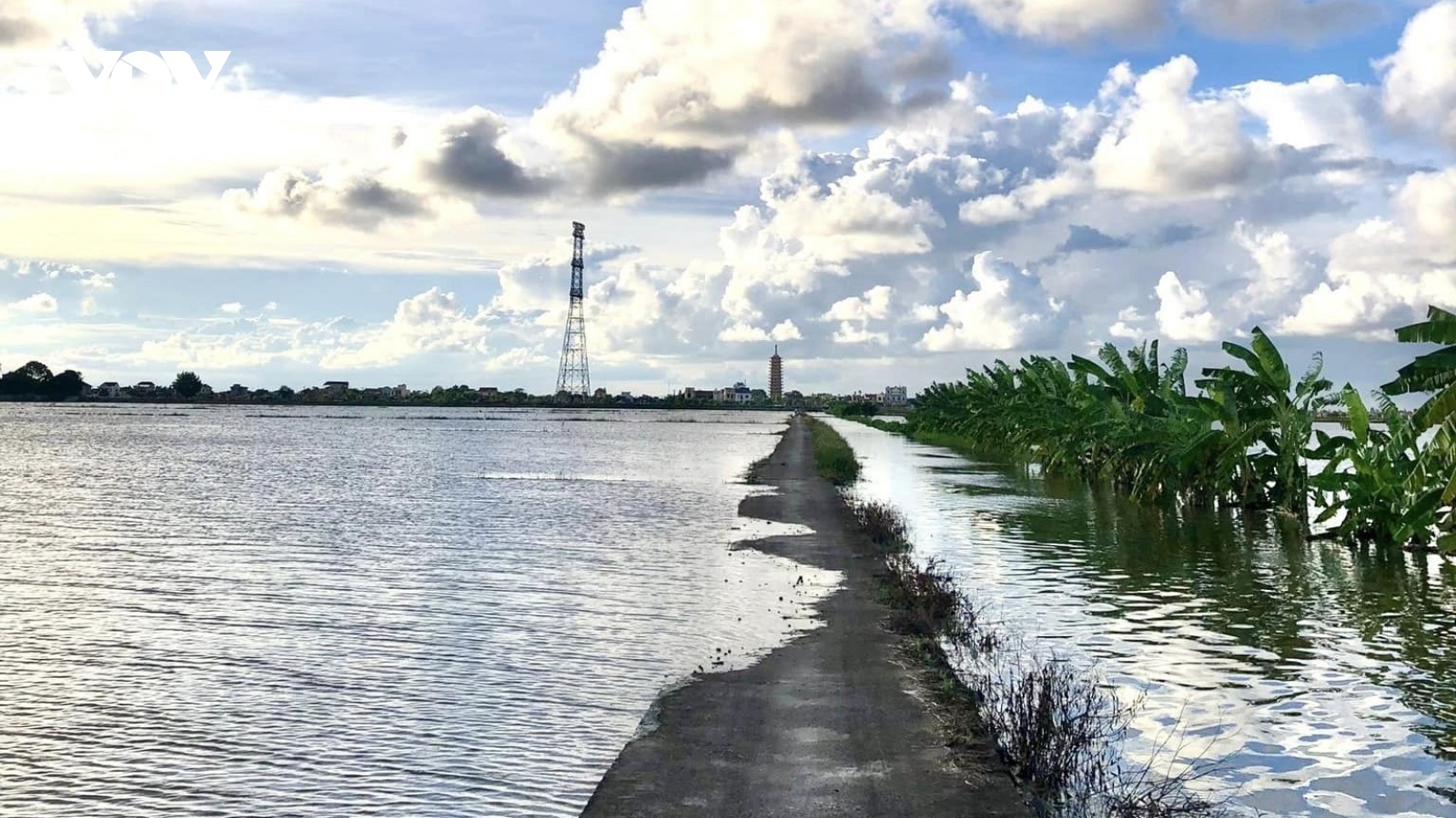 Mưa kéo dài khiến hơn 60.000 ha lúa ở Ninh Bình, Nam Định, Hà Nam bị ngập úng