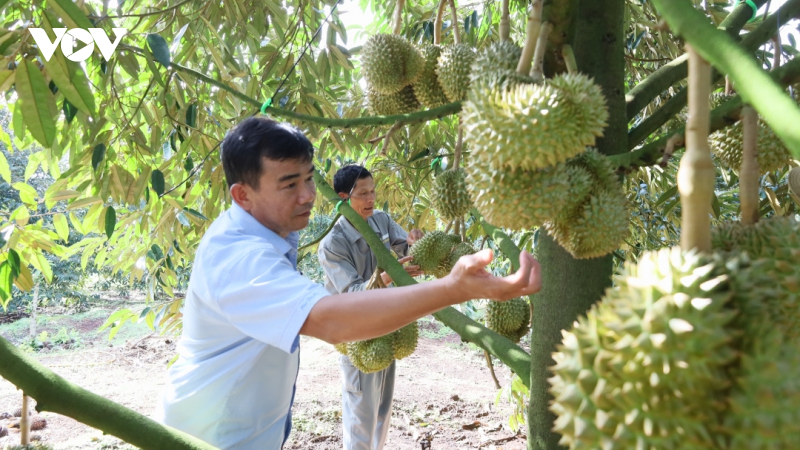 Đắk Lắk chuẩn bị kỹ cho vụ thu hoạch vụ sầu riêng năm 2024