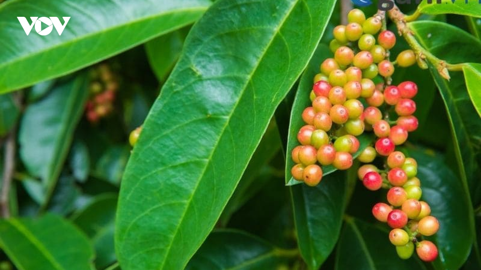 Quả rừng Tây Nguyên hút khách vì được xem là thảo dược quý