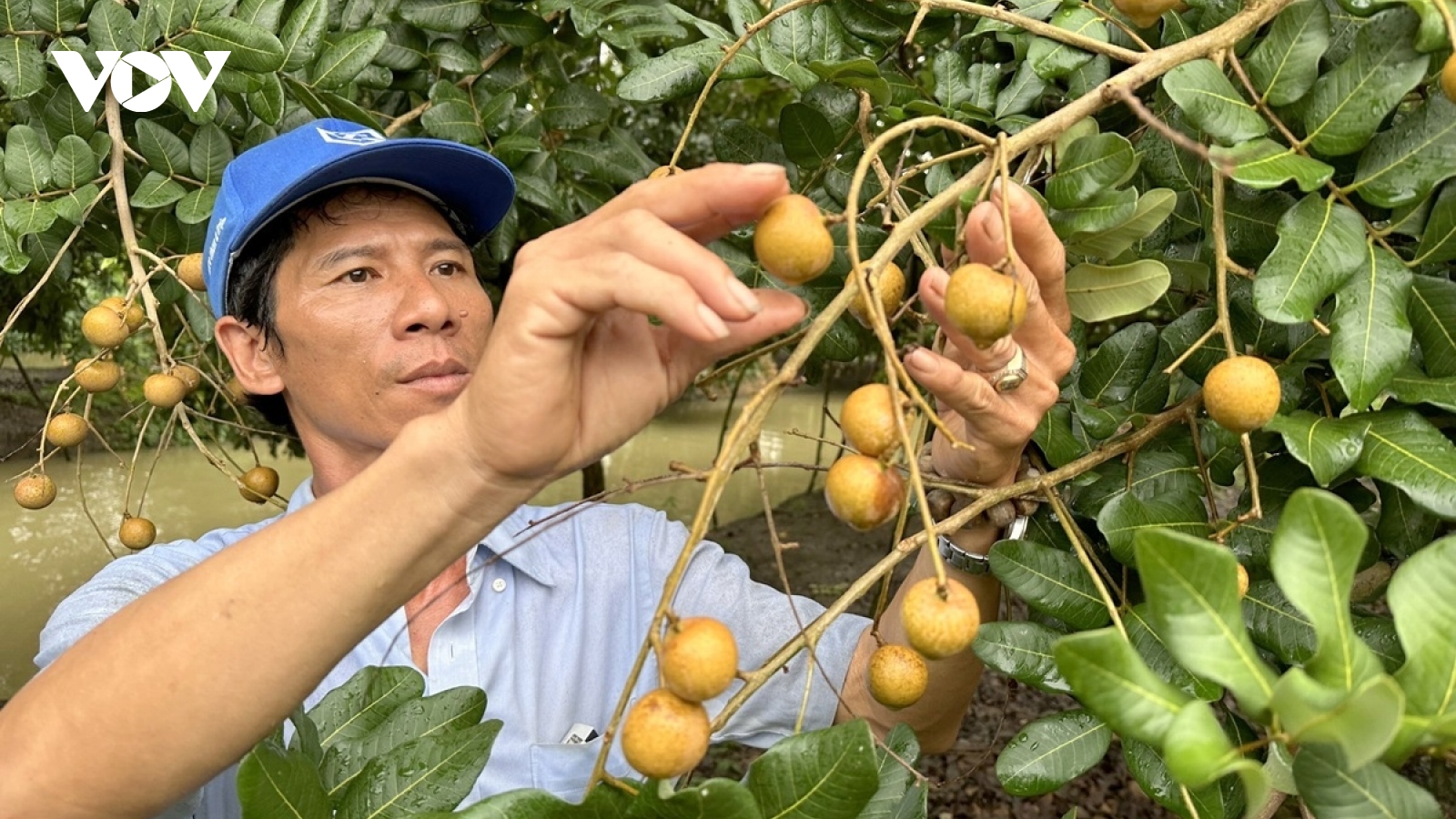 Can Tho exports first batch of longan to US and Australia