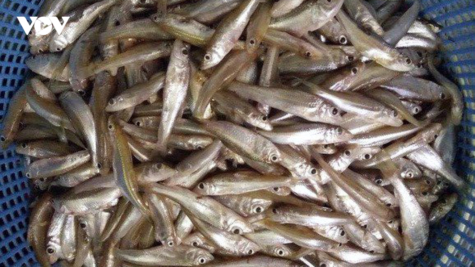 Cá vừa bé vừa còm nhiều người vẫn thích mê, sẵn sàng mua 120.000 đồng/kg