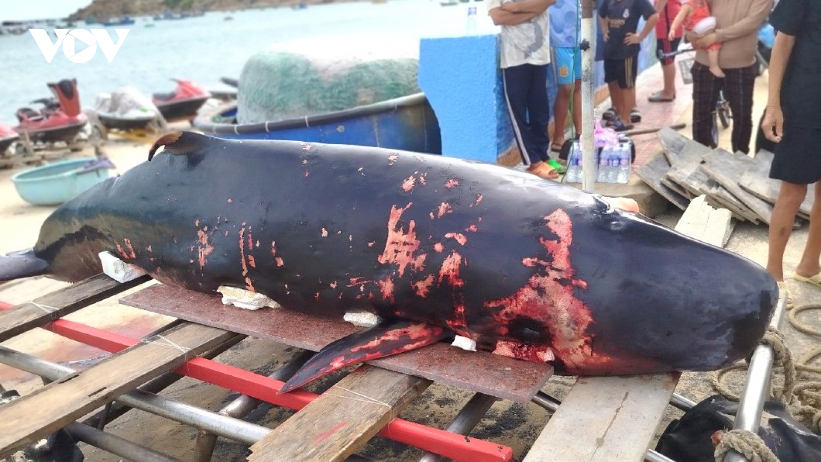Cá Voi nặng hơn 2 tạ dạt vào bờ biển Bình Định