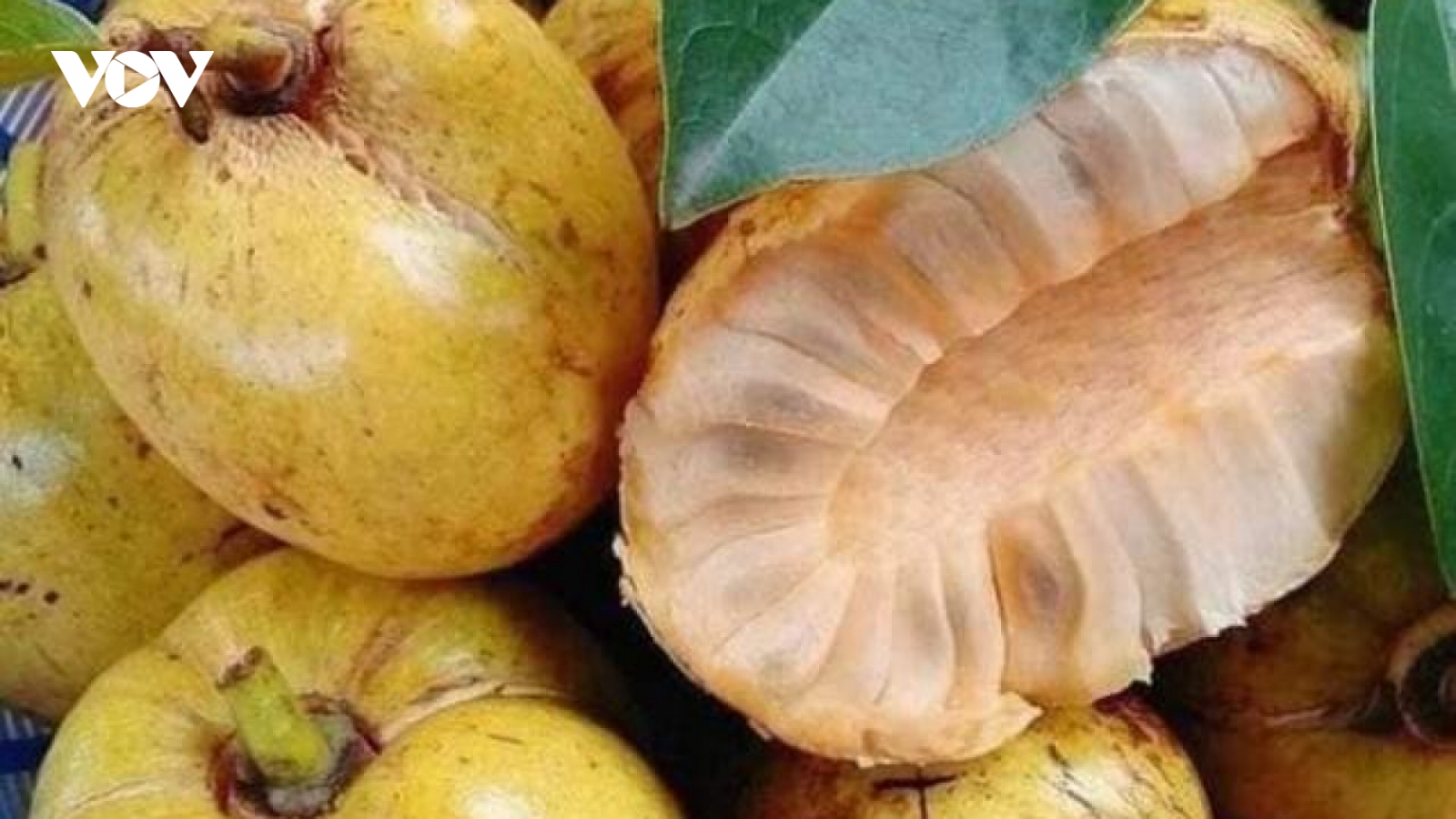 Quả dại miền Tây nay hóa đặc sản