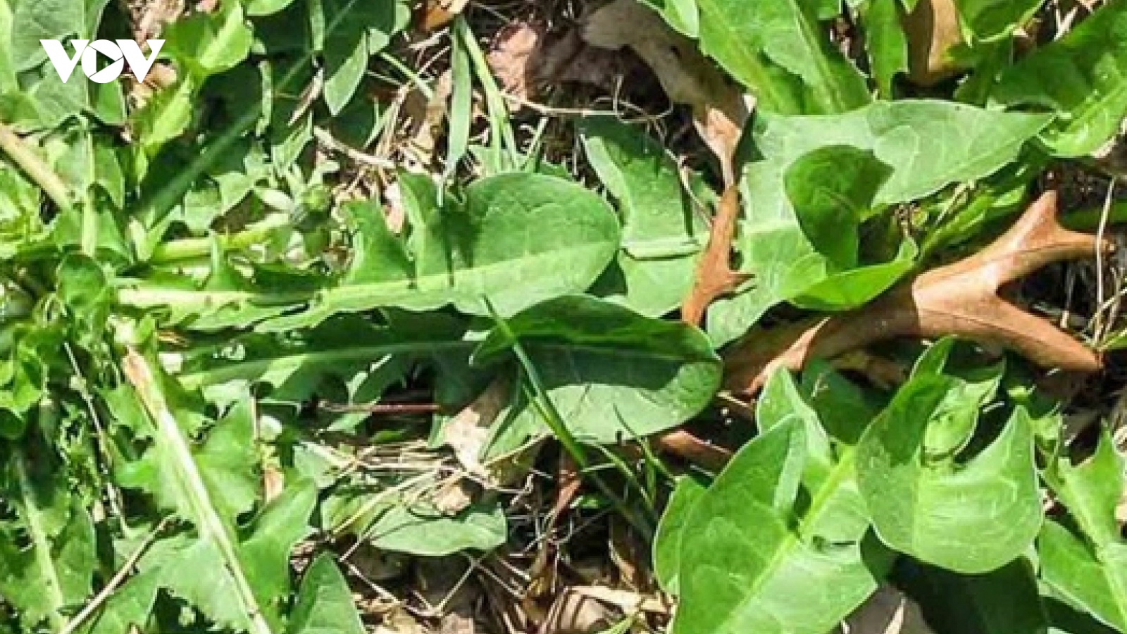 Cây mọc dại nhiều nơi là "cứu tinh" của bà đẻ và người tiểu đường