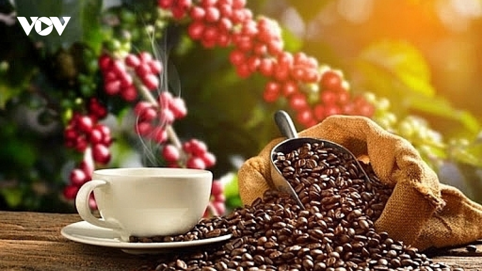 Giá cà phê hôm nay 4/12: Giá cà phê trong nước lao dốc không phanh