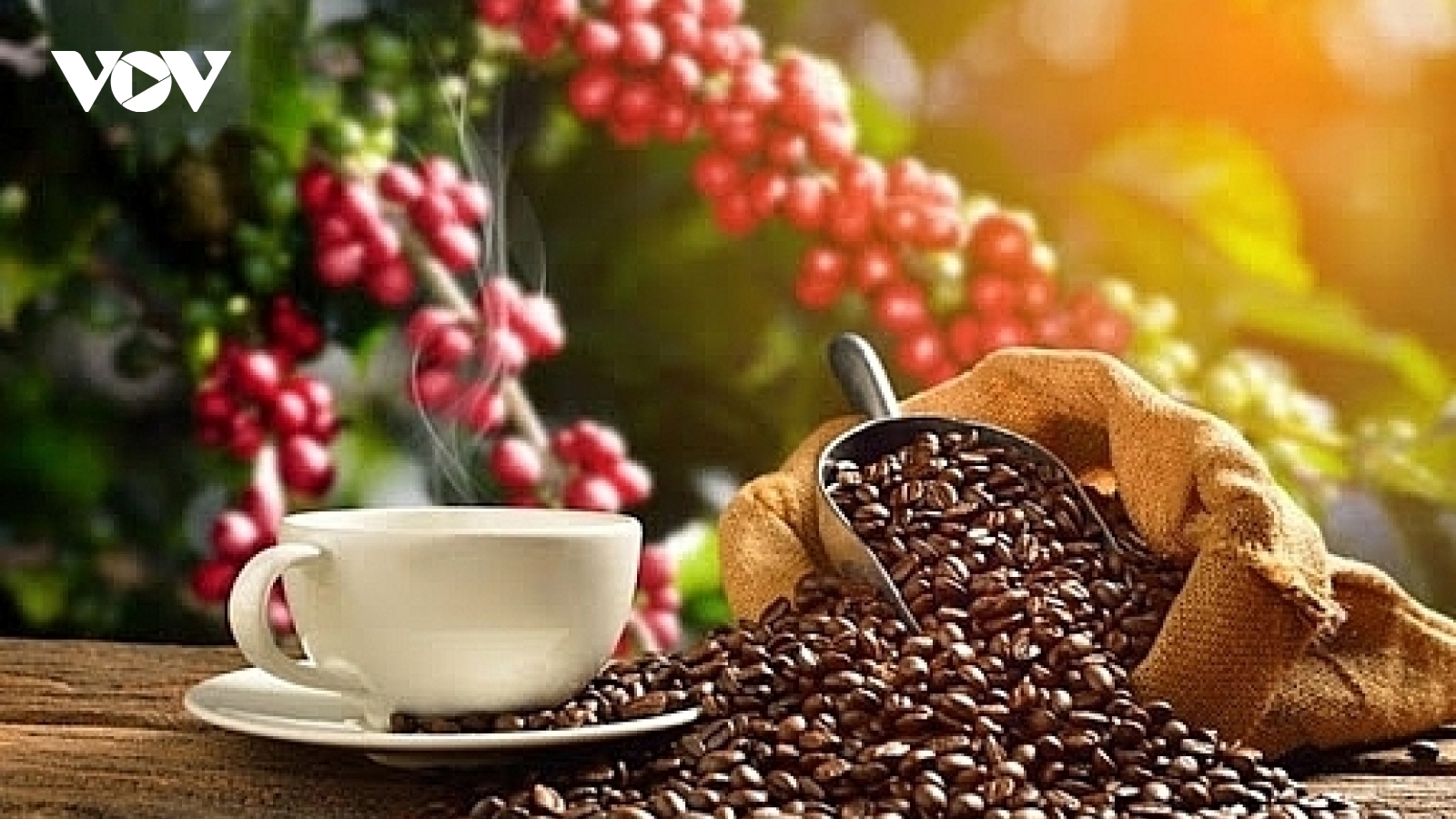 Giá cà phê hôm nay 27/7: Cà phê trong nước thu mua cao nhất 125.500 đồng/kg