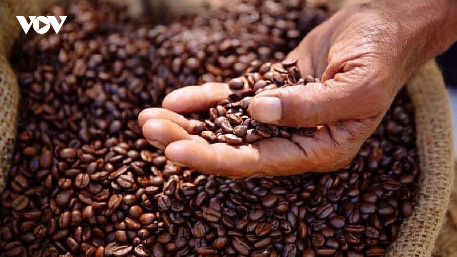 Giá cà phê hôm nay 20/6: Giá cà phê trong nước giảm mạnh, còn 103,500 đồng/kg