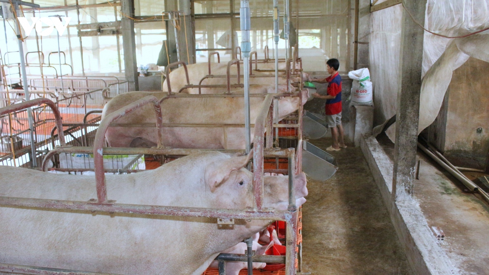 Cần Thơ sẽ đầu tư 2 khu chăn nuôi, giết mổ tập trung gia súc, gia cầm