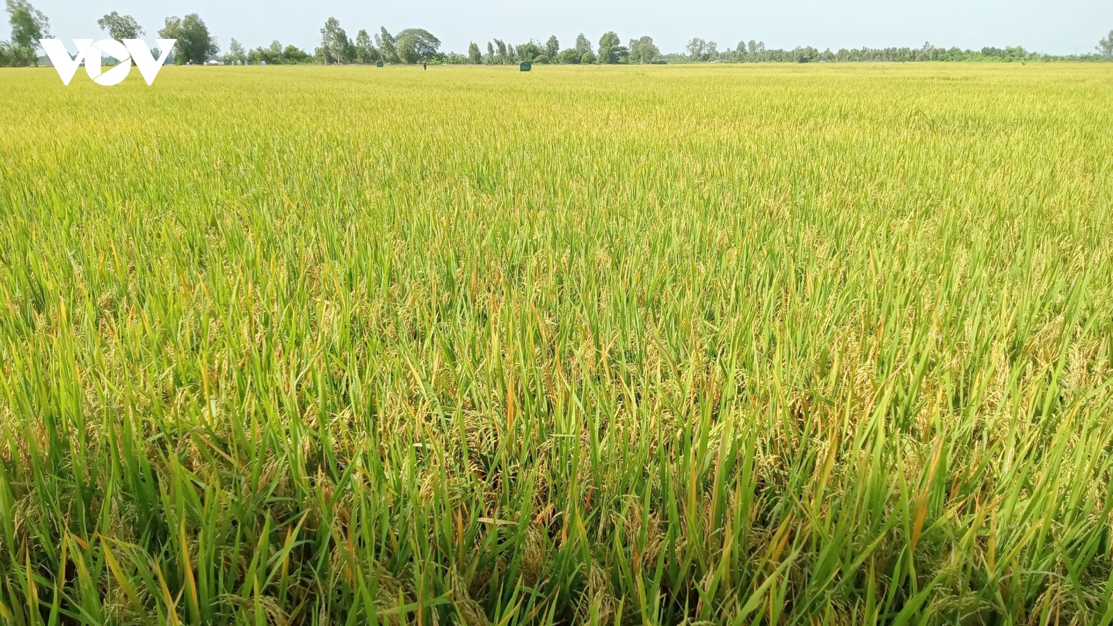 Đề án 1 triệu ha lúa tại Cần Thơ sẽ nâng cao đời sống, thu nhập của người dân
