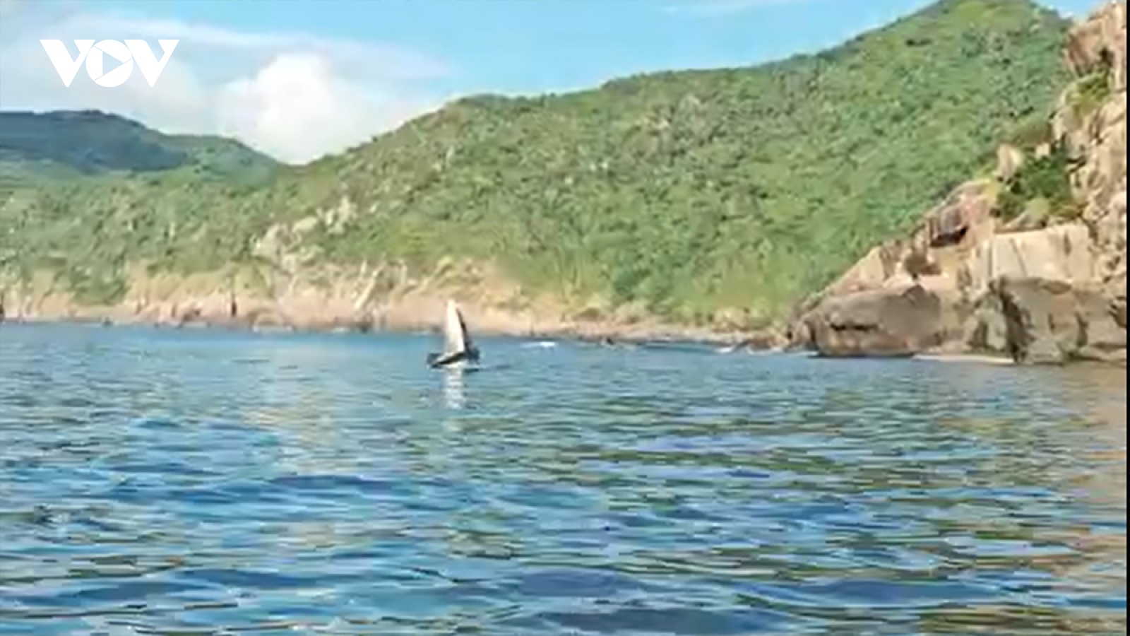Cá voi xuất hiện, bơi tung tăng ở danh thắng Mũi Điện, tỉnh Phú Yên