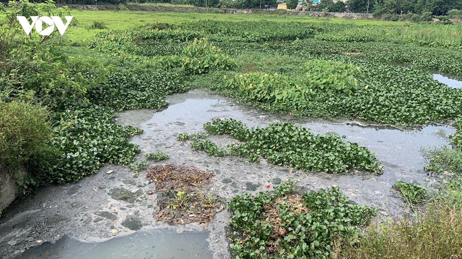Cải tạo các hồ điều hòa gây ô nhiễm nặng ở thành phố Quảng Ngãi