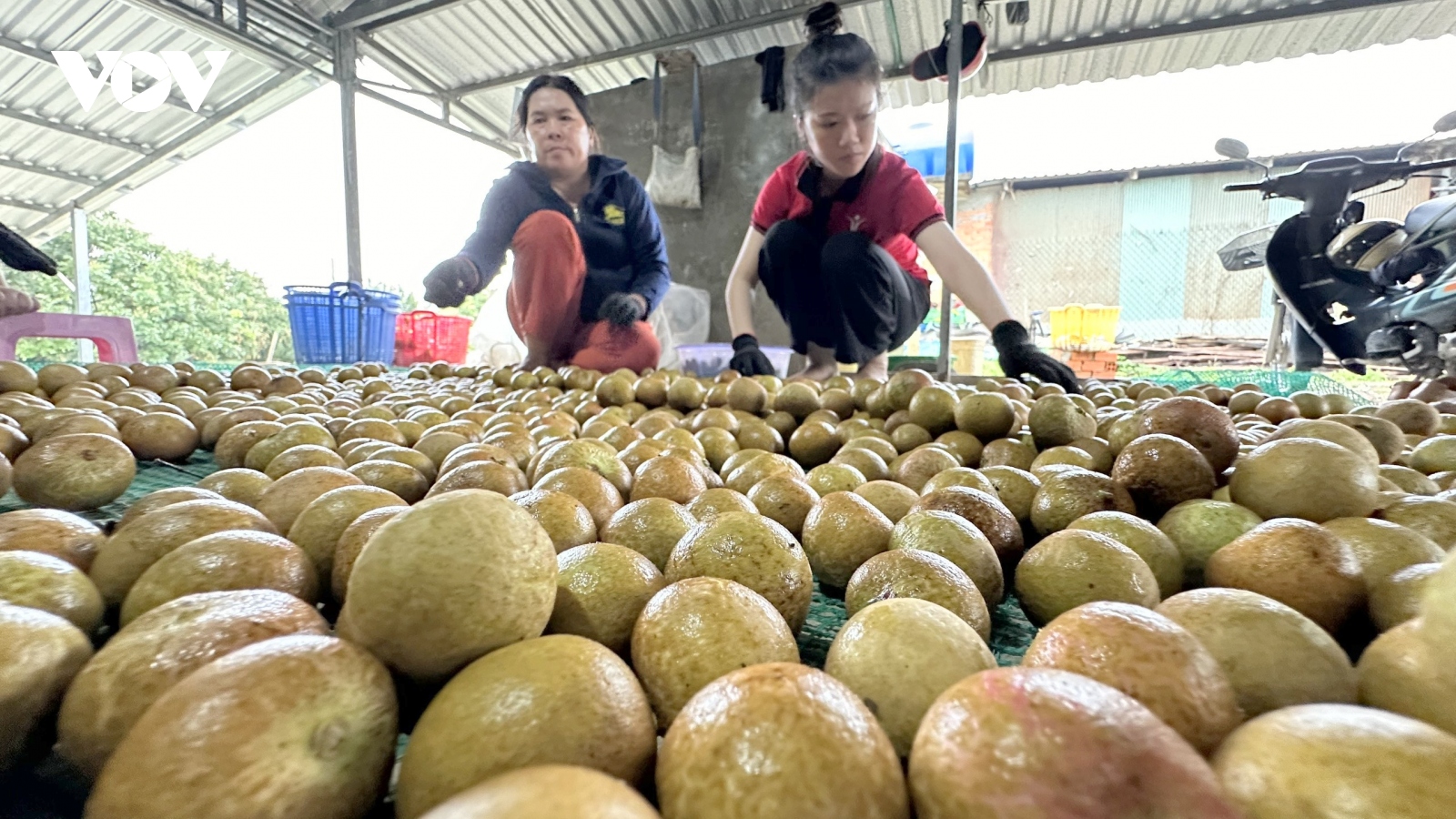 Liên kết để xây dựng vùng nguyên liệu, bài học trong xuất khẩu nông sản