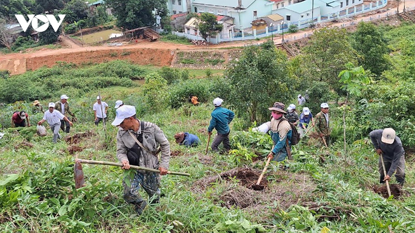 Hộ gia đình trồng rừng, phát triển lâm nghiệp ở Kon Tum chưa được hỗ trợ gạo