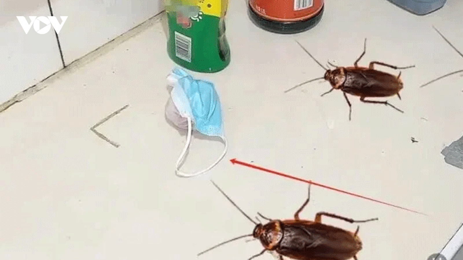 Mẹo đuổi muỗi và côn trùng bằng cách nhỏ một giọt dầu gió vào hành tây