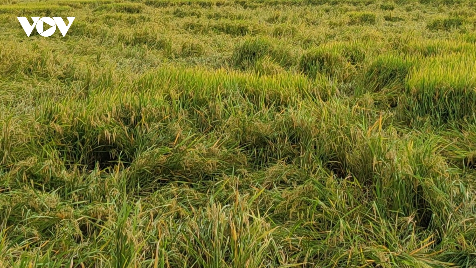 Hậu Giang gần 250ha lúa, mía bị ảnh hưởng và thiệt hại do mưa dầm
