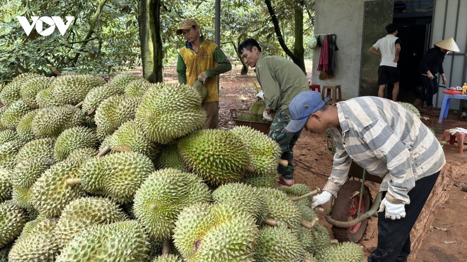 Đắk Lắk đảm bảo an ninh trật tự, an toàn giao thông trong thu hoạch sầu riêng