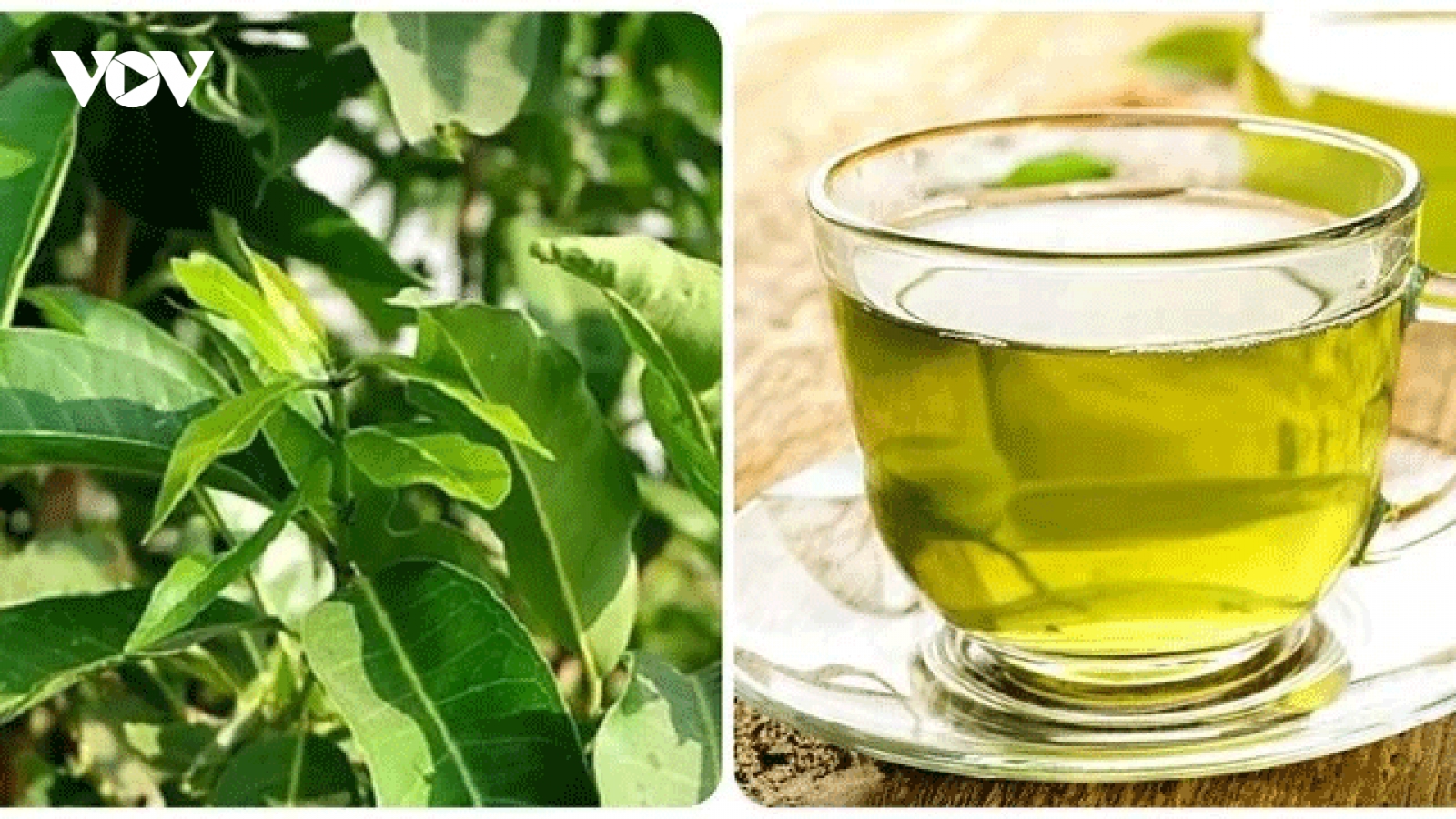 Uống nước vối hàng ngày có tốt cho sức khoẻ?