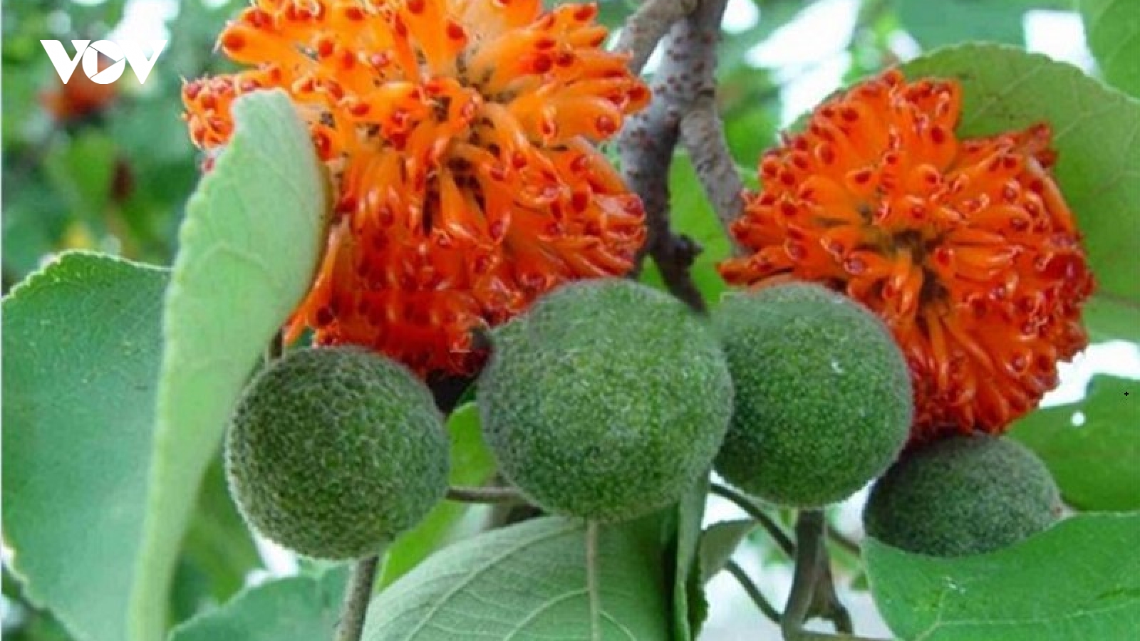 “Quả bổ thận” có tên lạ lùng được tìm mua với giá đắt đỏ