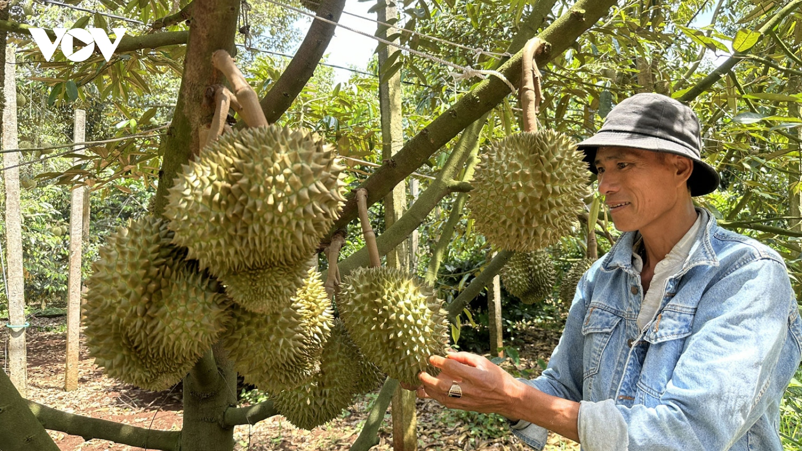 Đắk Lắk tăng cường quản lý chất lượng sầu riêng trong mùa thu hoạch