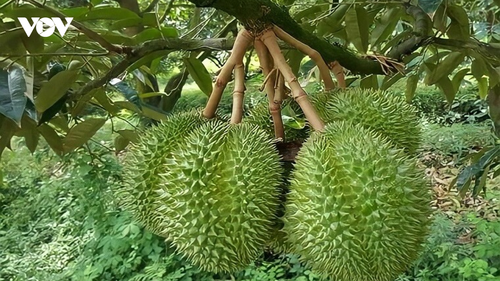 Trung Quốc và ASEAN thành lập Liên minh đổi mới khoa học và công nghệ sầu riêng
