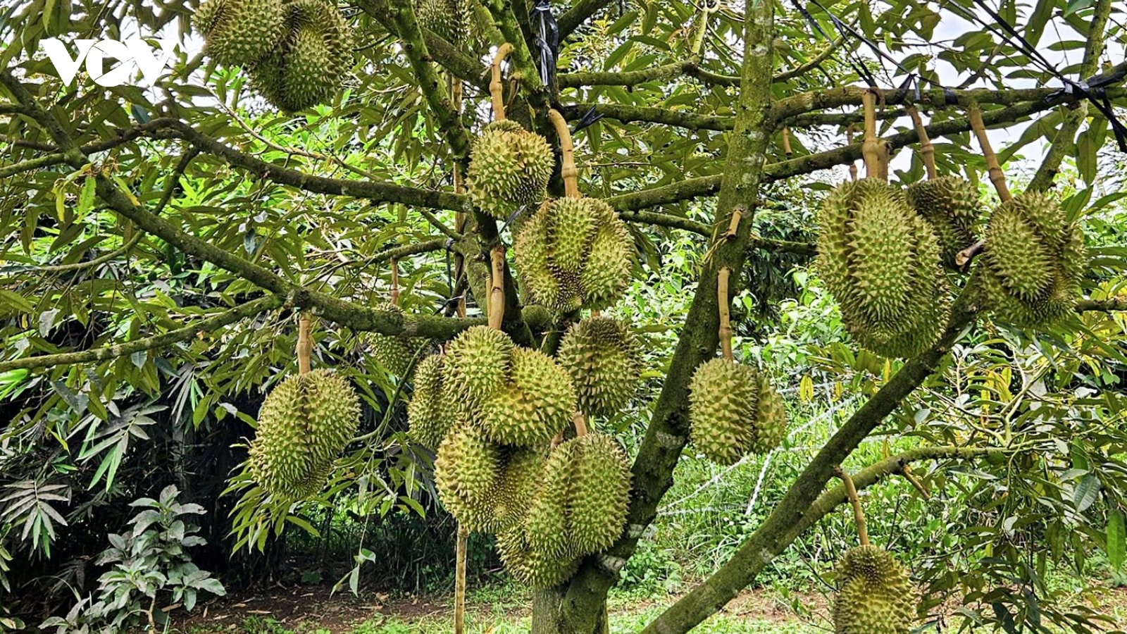 Sầu riêng mang quả ngọt cho người dân miền núi Khánh Hòa