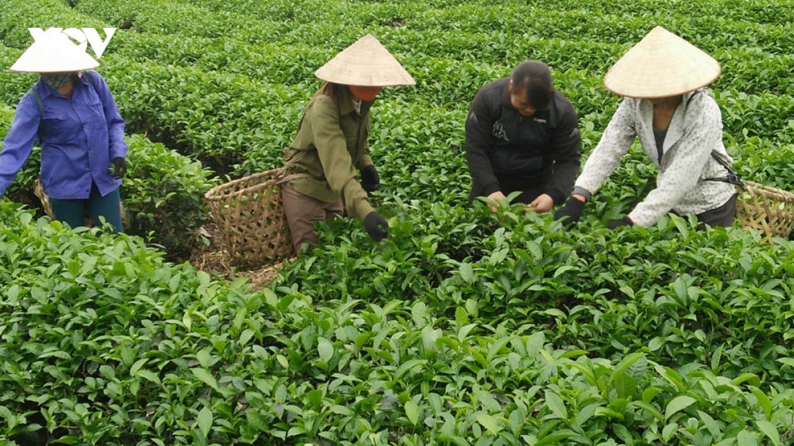 Pakistan represents Vietnam's largest tea export market in first half