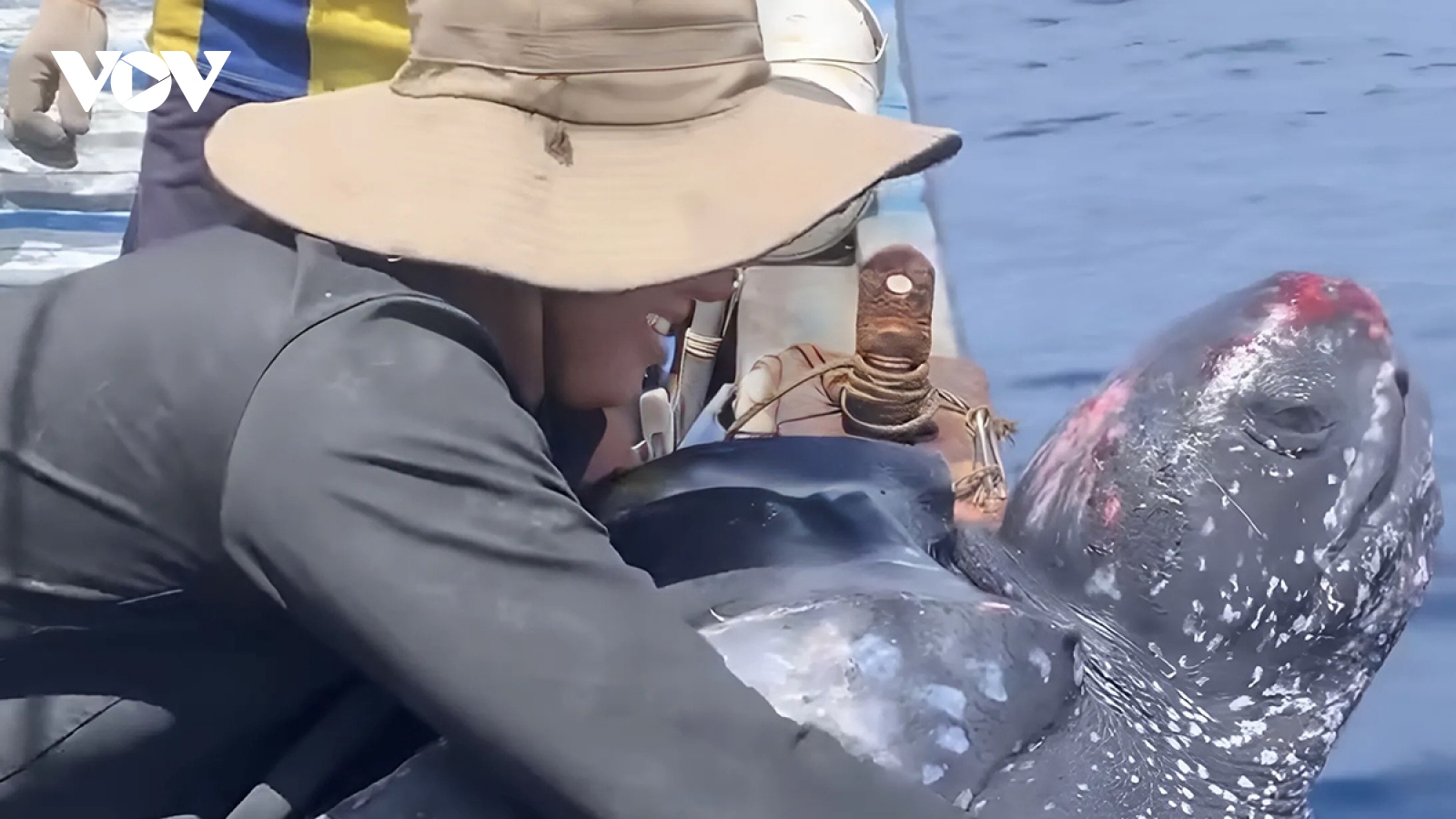 Rùa nặng 200 kg mắc lưới ngư dân Quảng Nam