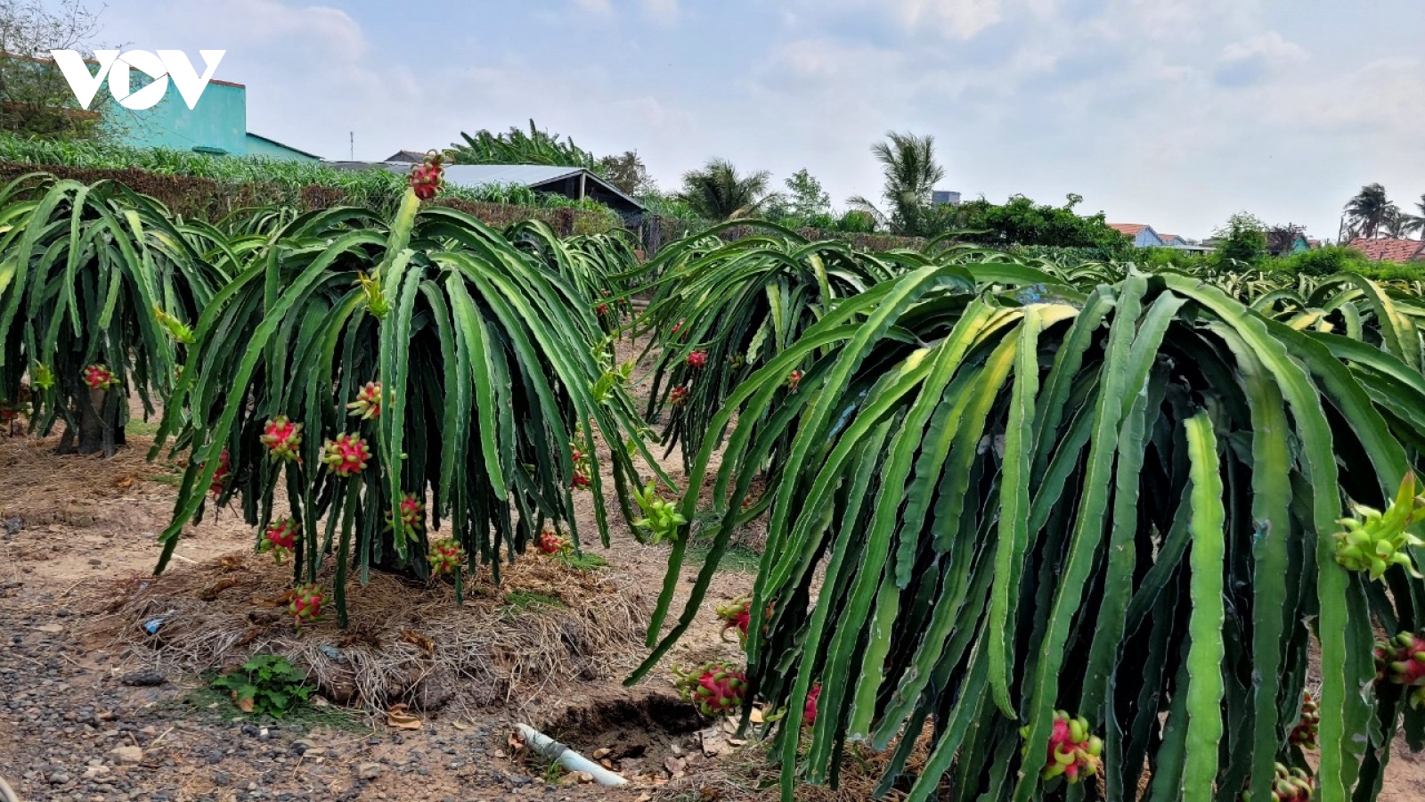 Giá thanh long ở Tiền Giang giảm do cung vượt cầu