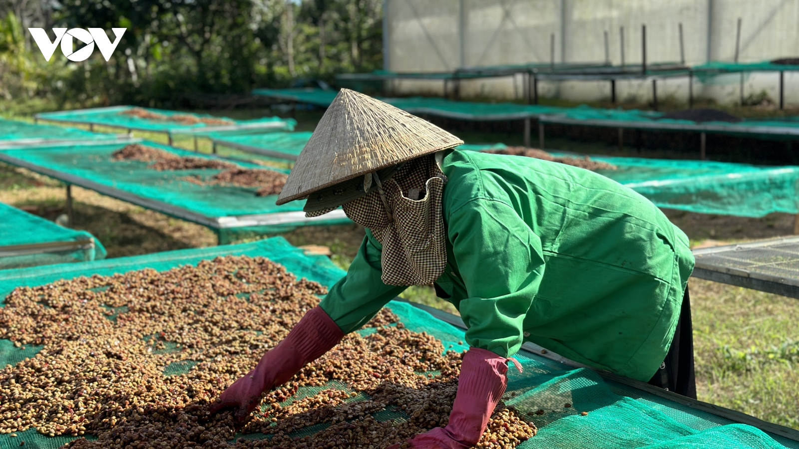 Giá cà phê hôm nay 1/8: Cà phê trong nước tăng 200 đồng/kg