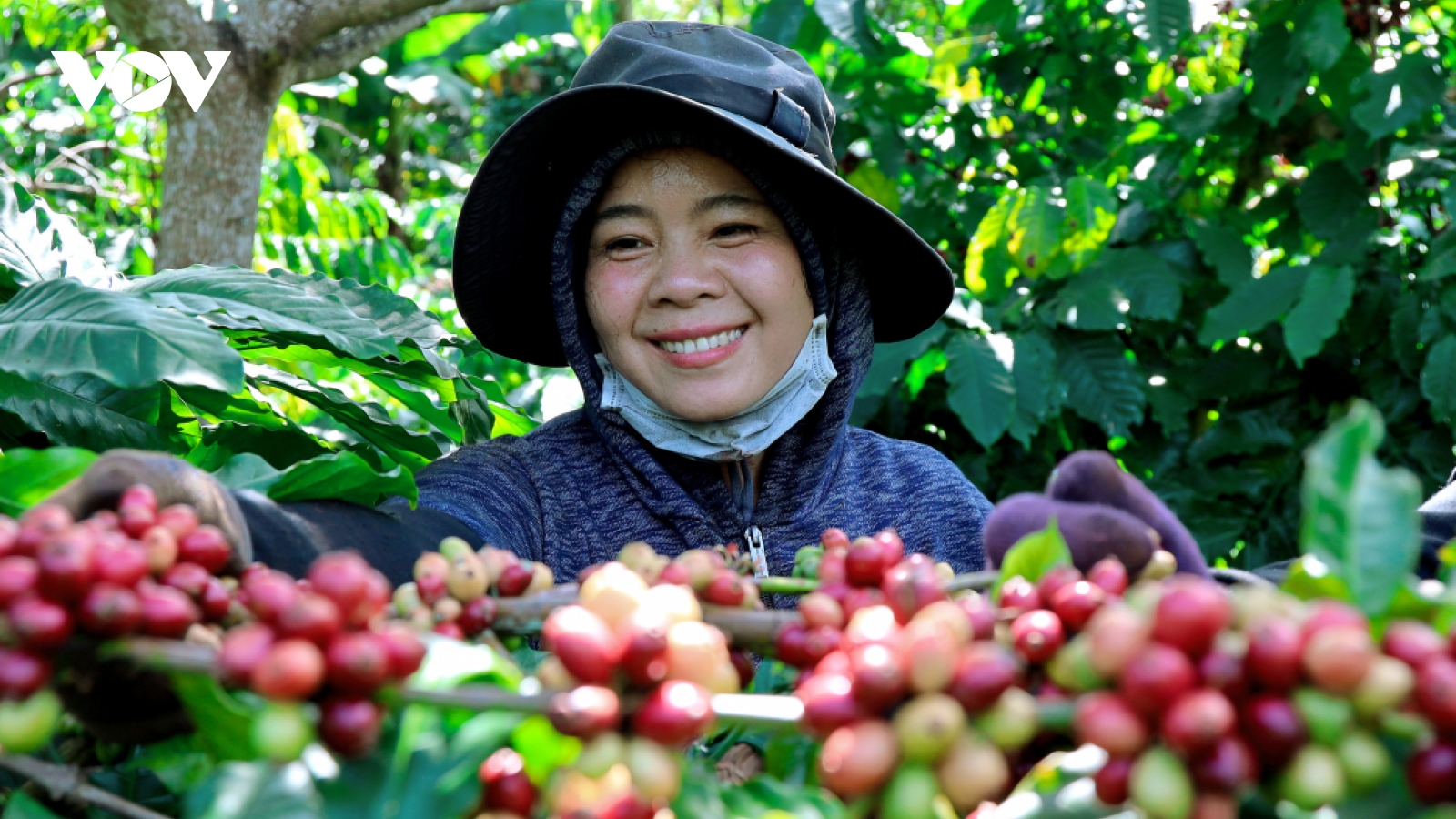 Giá cà phê hôm nay 13/5: Giá cà phê trong nước tăng 1.000 đồng/kg