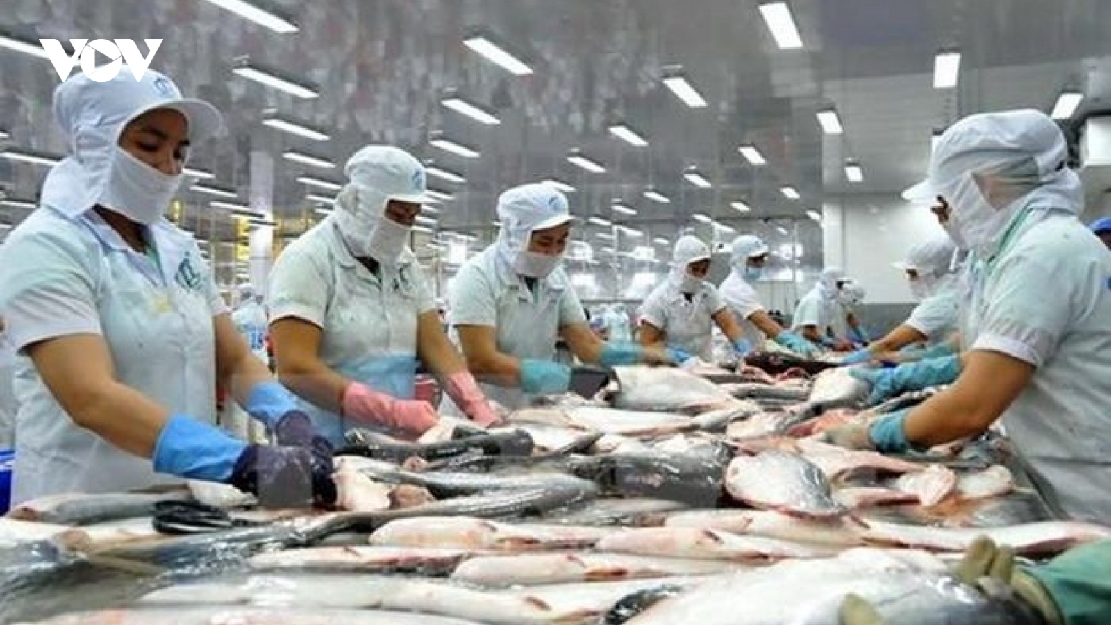 Pangasius exports to EU record unstable growth