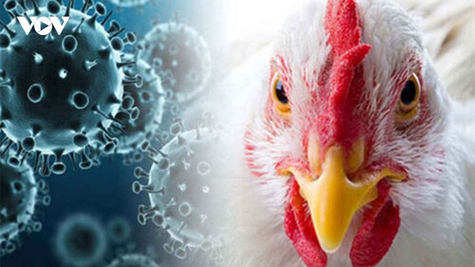 Campuchia ghi nhận thêm trường hợp tử vong do cúm gia cầm H5N1