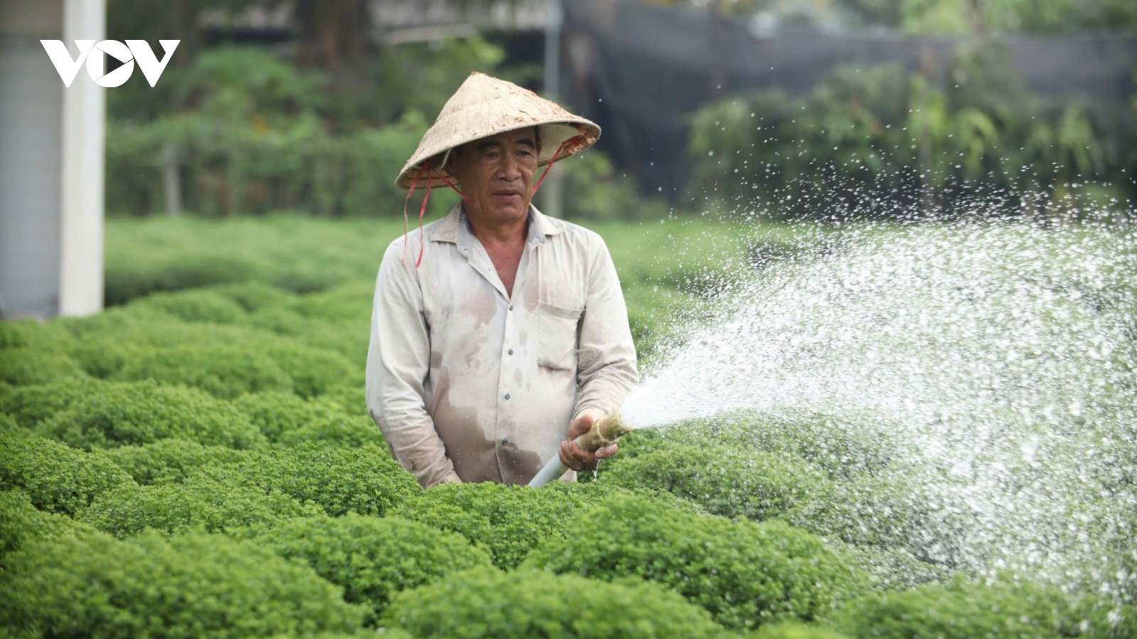 Người dân Bến Tre “Đồng khởi” đào ao hồ, vét mương tích thủy