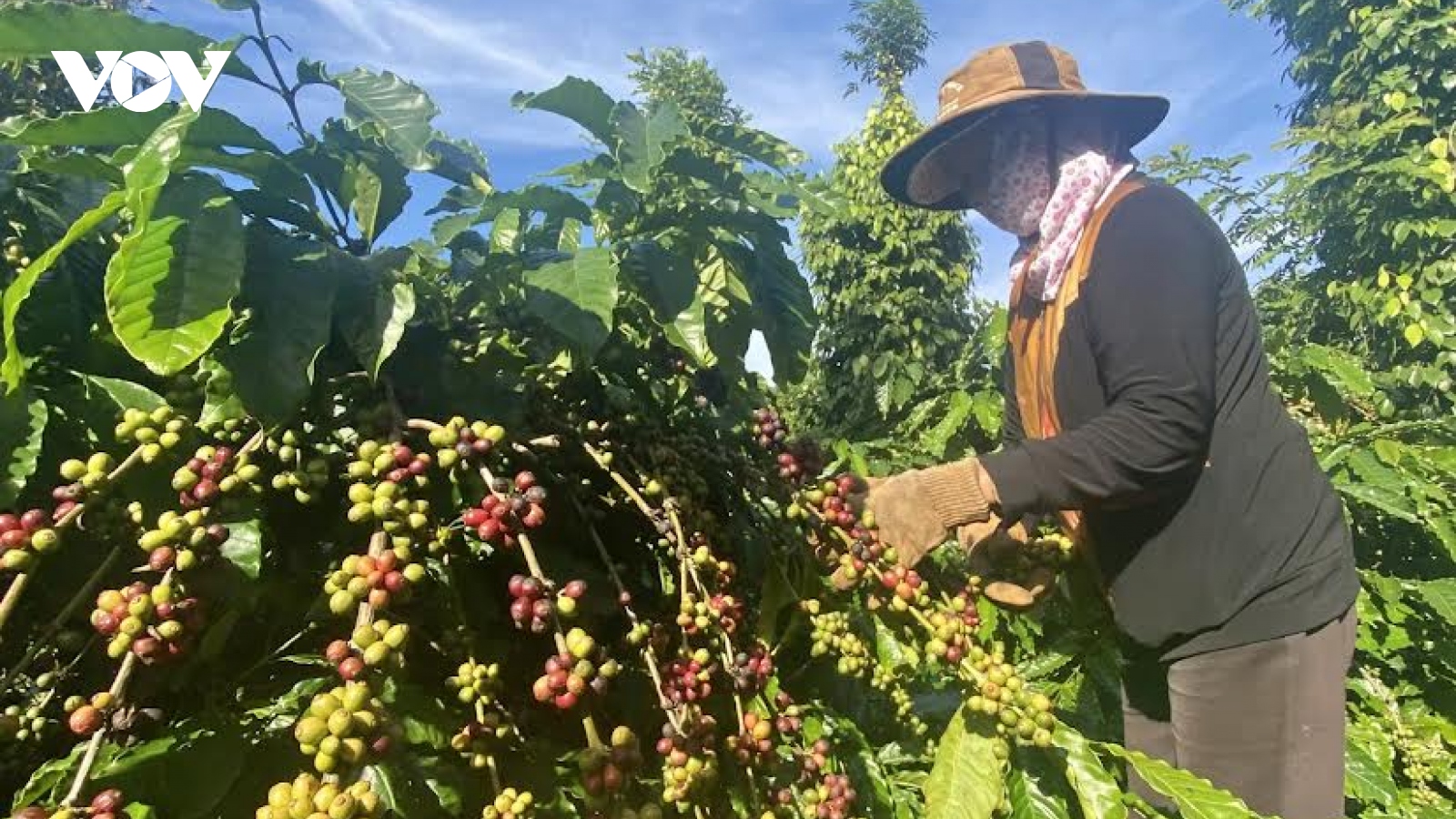 Giá cà phê hôm nay 23/8: Giá cà phê Robustan và Arabica đồng loạt giảm