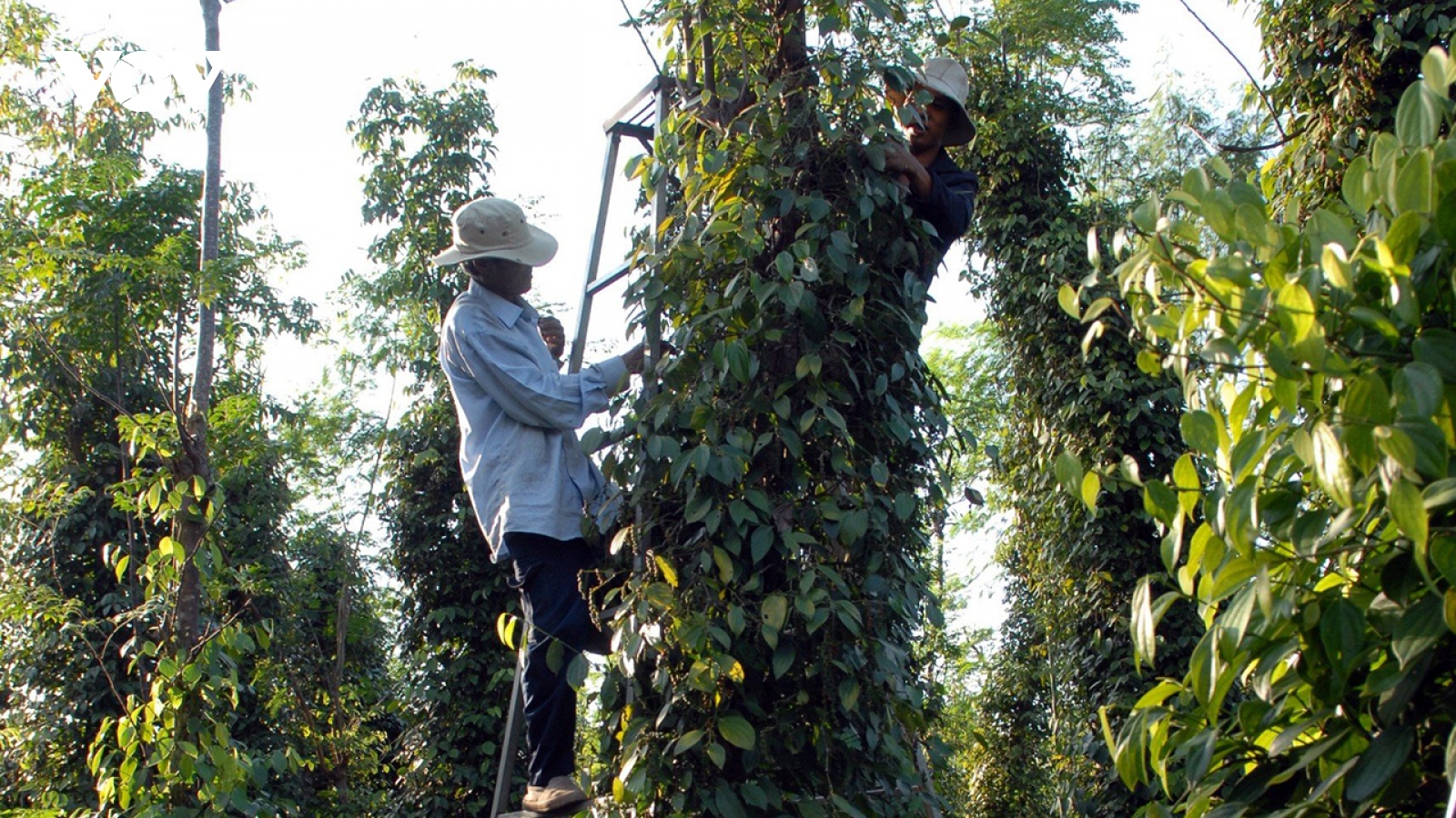 Giá hồ tiêu tăng gấp đôi: Nông dân mừng, doanh nghiệp xuất khẩu lo