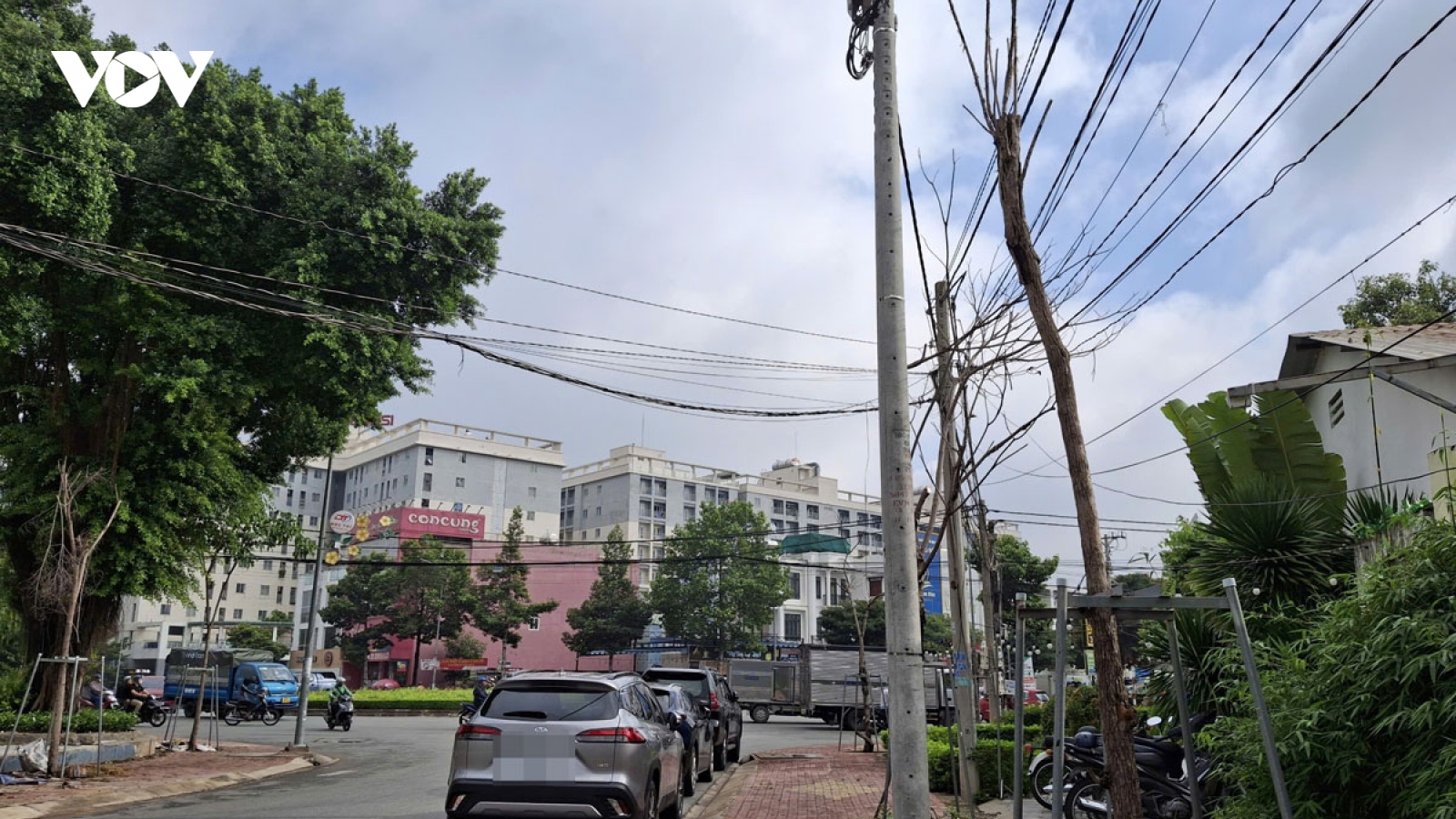 Người dân Thủ Dầu Một bức xúc vì hàng loạt cây xanh chết khô