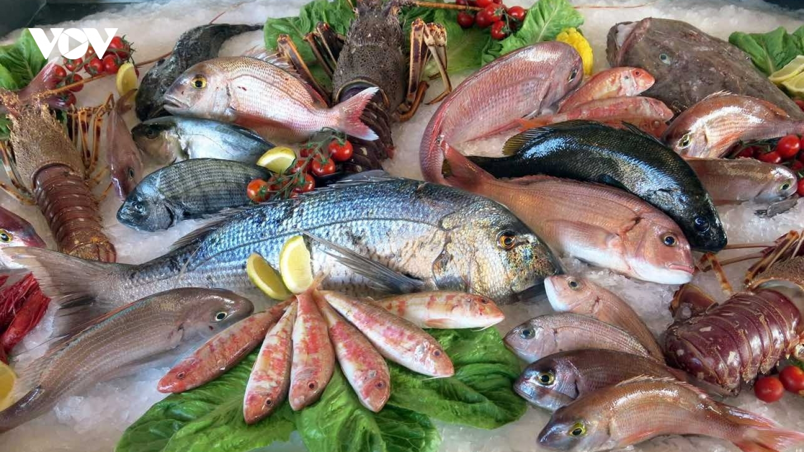 Đây là những loại cá có khả năng chứa hàm lượng thủy ngân cao