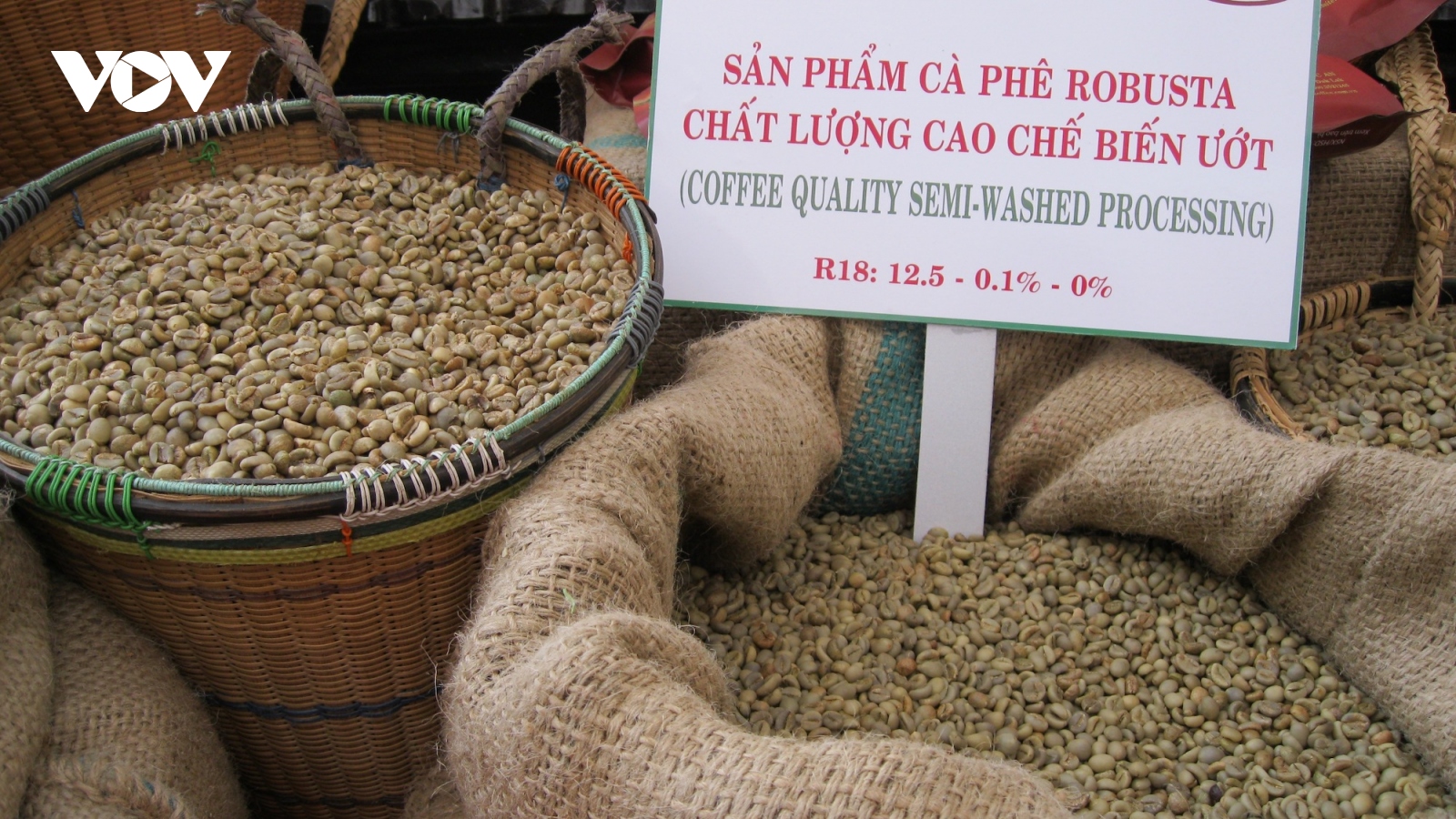 Giá cà phê hôm nay 24/2: Giá cà phê trong nước thu mua ở mức 134.000 đồng/kg