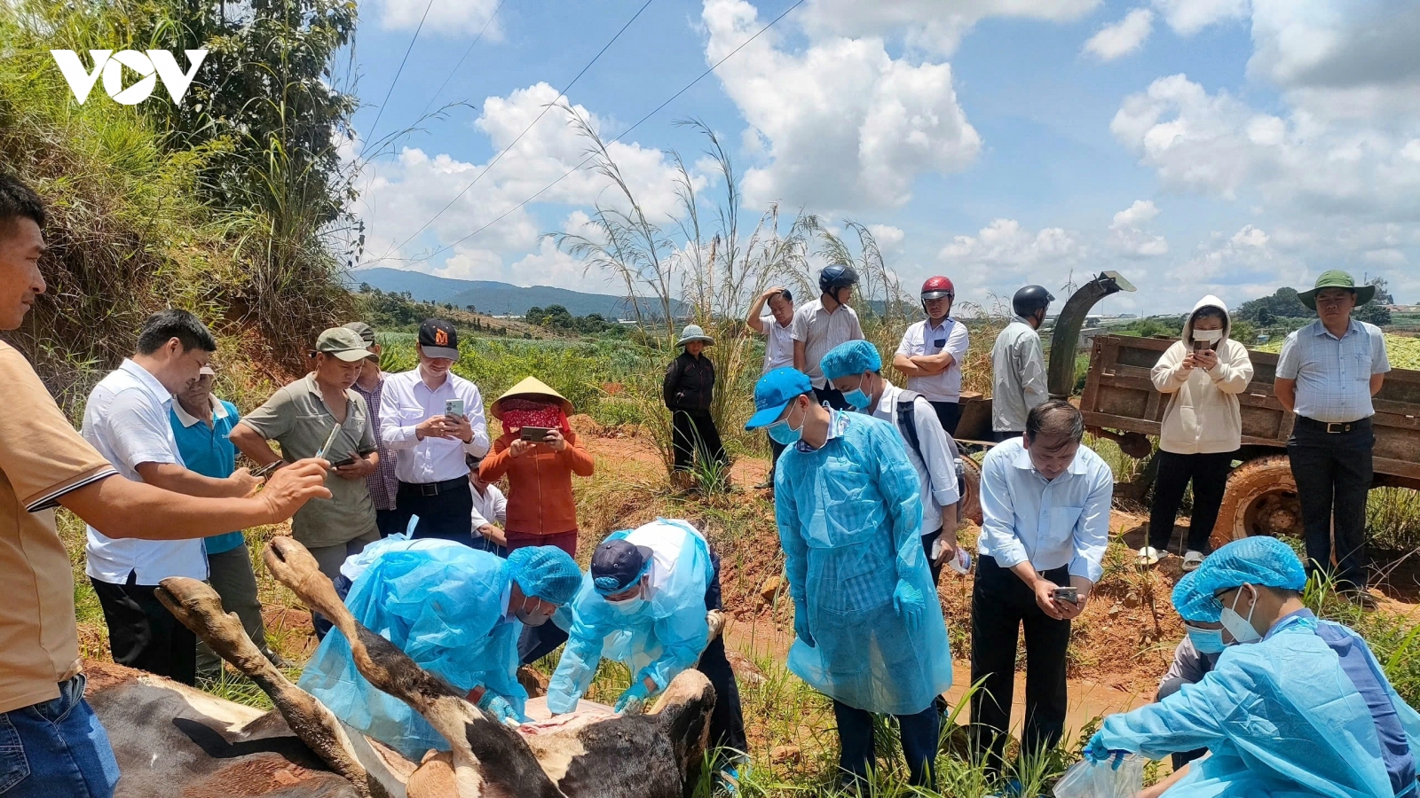 Lâm Đồng ra công văn hỏa tốc chỉ đạo vụ bò sữa chết hàng loạt