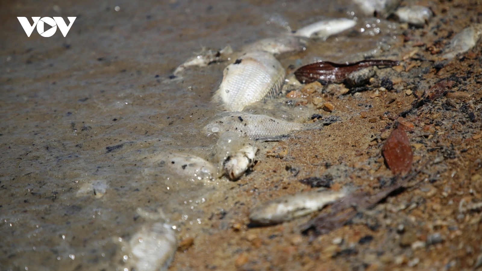 Cá chết bất thường tại hồ thủy lợi lớn nhất tỉnh Quảng Bình