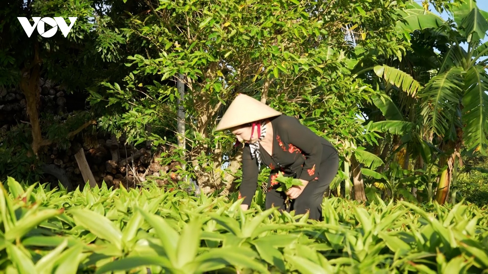 Mô hình sản xuất bảo vệ môi trường mang lại hiệu quả kinh tế cao ở Tây Ninh