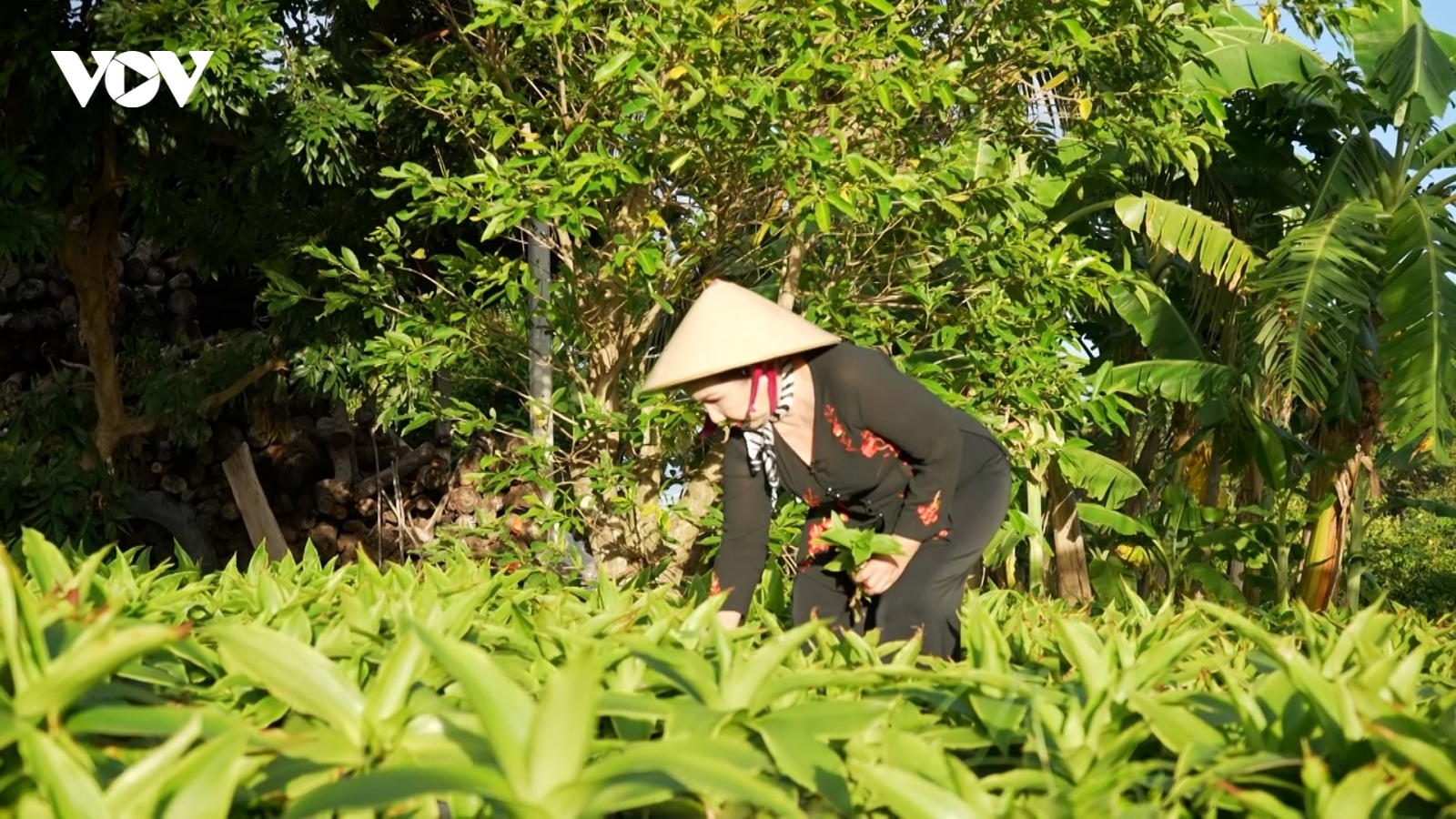Mô hình sản xuất bảo vệ môi trường mang lại hiệu quả kinh tế cao ở Tây Ninh