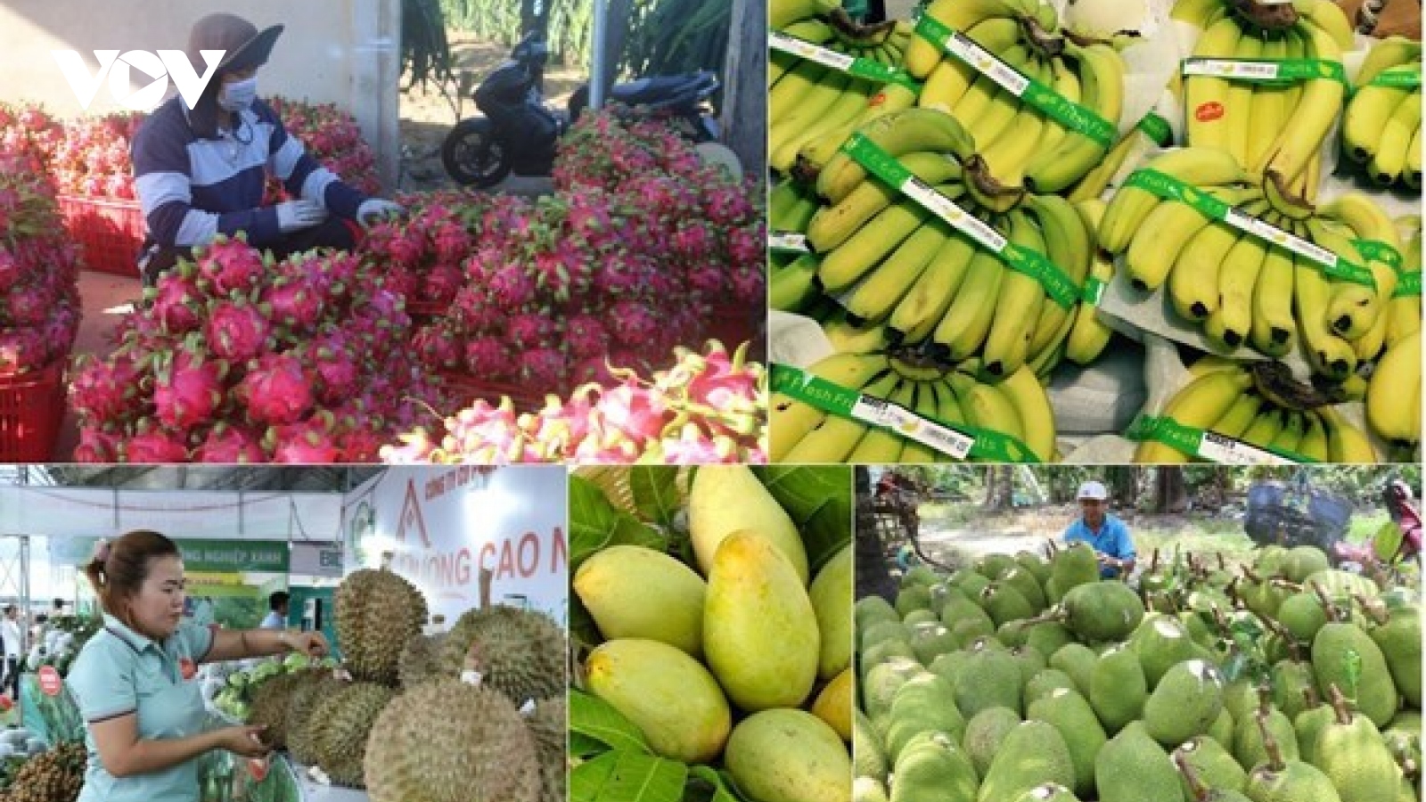 Eight-month fruit and vegetable exports earn close to US$4.6 billion